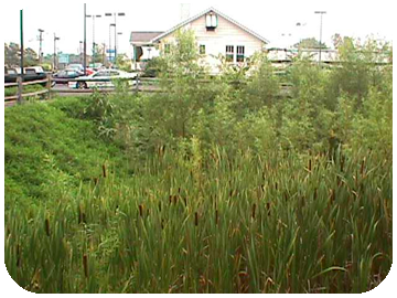 Ohio Wetlands